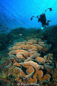 Pavona Coral by Simon Mittag 